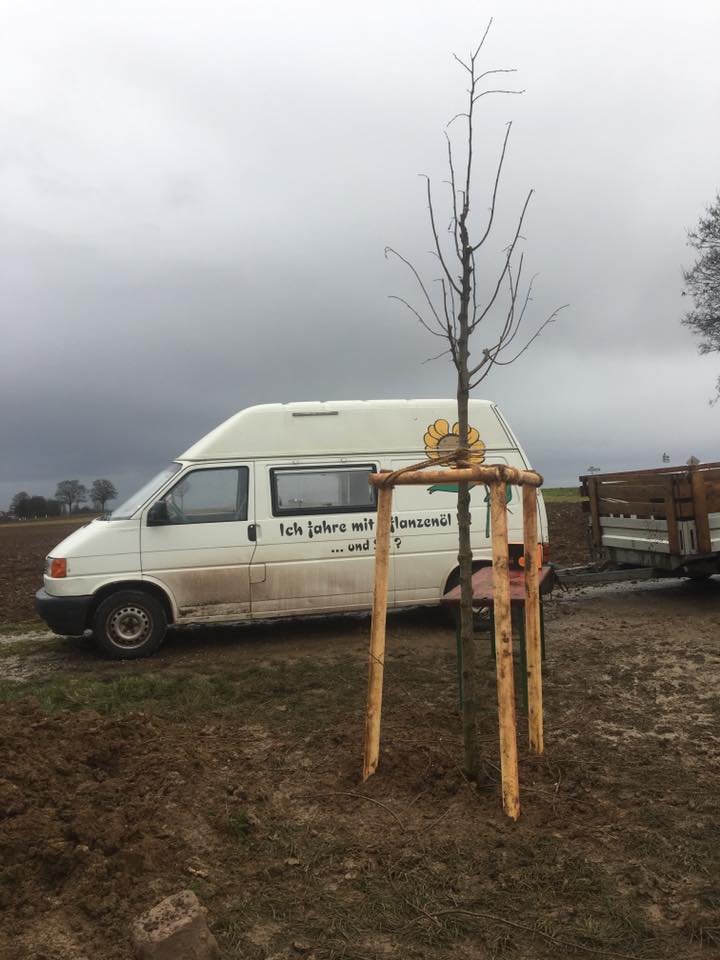 Un tilleul planté le 25 novembre au spot de Kolbsheim - arbre de l'espoir