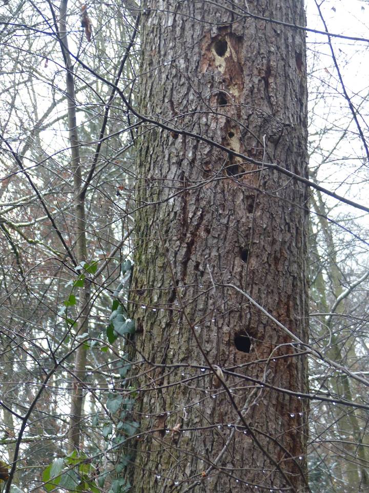 La nature vit... tronc dans la forêt de Kolbsheim