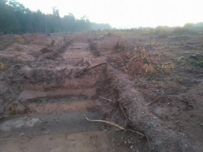 Vinci tue une 2e fois en faisant retirer les souches, ici au Krittwald, à Vendenheim