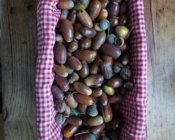 Des glands pour des glands, mercredi 3 octobre, 17h30, devant l'ENA pour dénoncer l’hypocrisie des élus de l'EMS qui présenteront leur plan climat 2030 avec un GCO écocidaire...